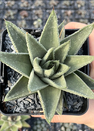 x Gasteraloe 'Savannah'