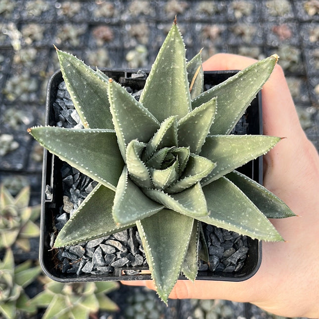 x Gasteraloe ‘Savannah’