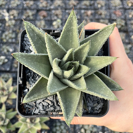 x Gasteraloe 'Savannah'