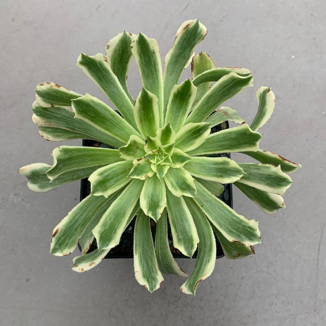Aeonium Green Waves