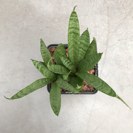 Dracaena ‘Comet Queen Marble’ | Sansevieria ‘Comet Queen Marble’