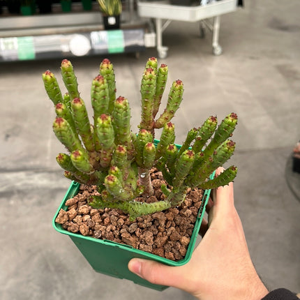 euphorbia enopla monstruosa
