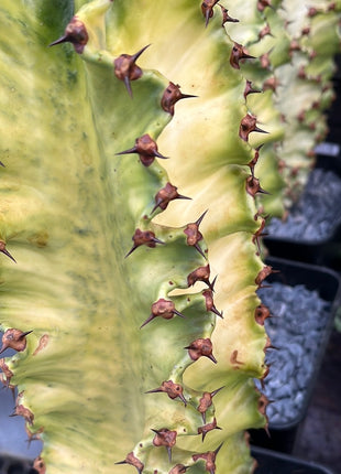 Euphorbia ingens variegata