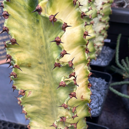 Euphorbia ingens variegata