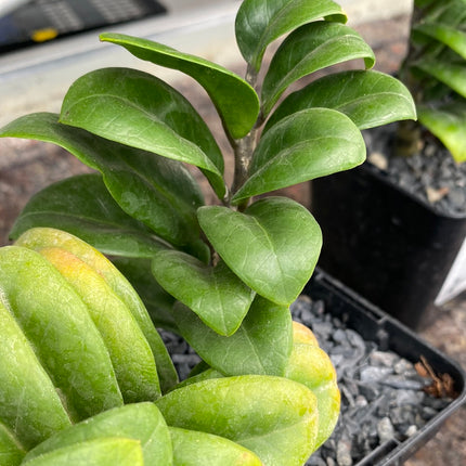 Zamioculca zamiifolia cv. Zanzibar Gem