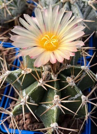Astrophytum ornatum
