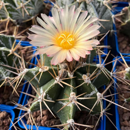 Astrophytum ornatum