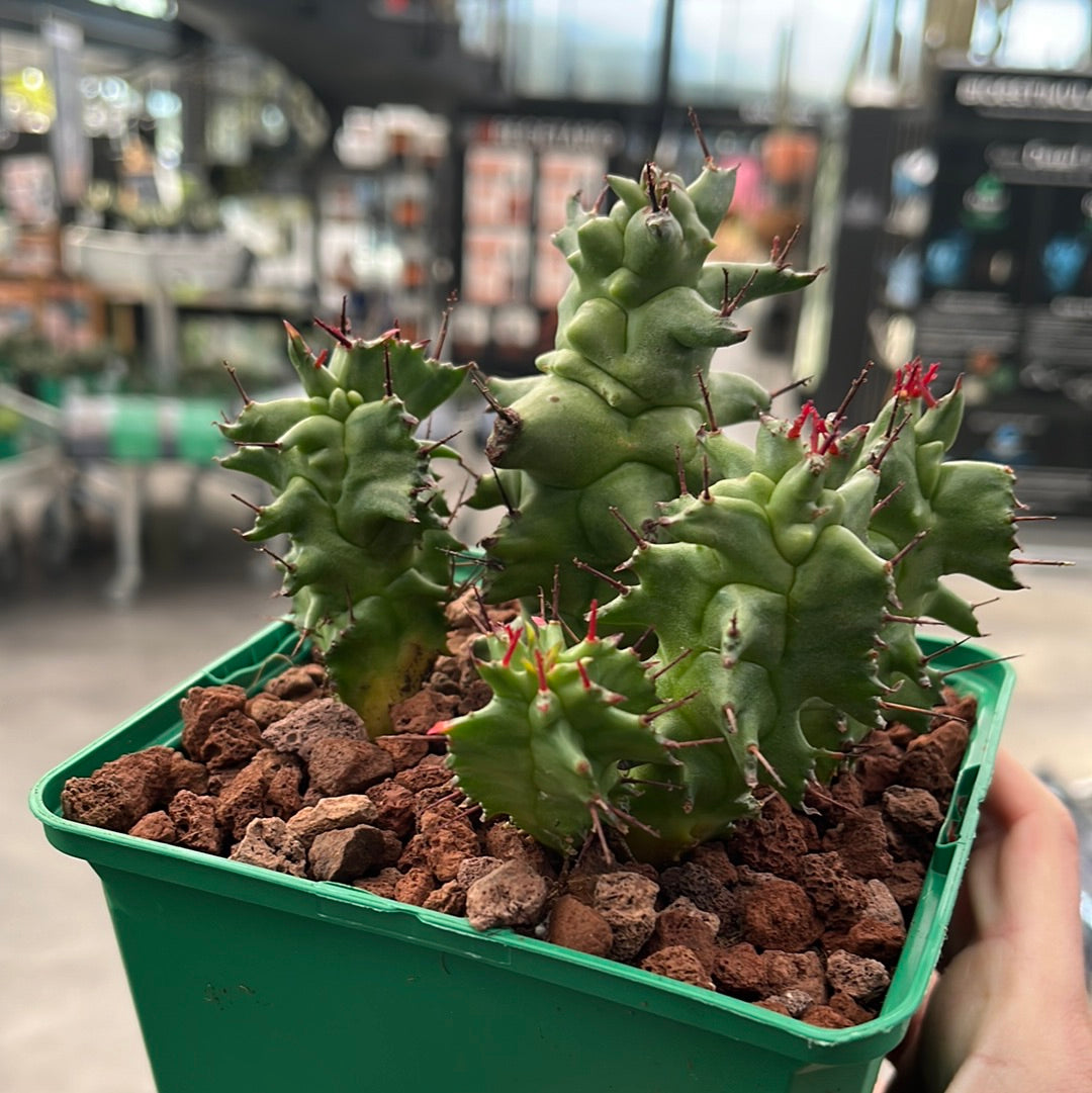 Euphorbia horrida monstruosa