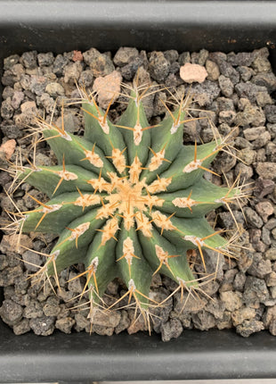Ferocactus schwarzii