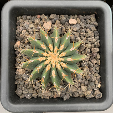 Ferocactus schwarzii