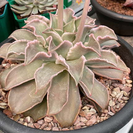 Echeveria Madiba