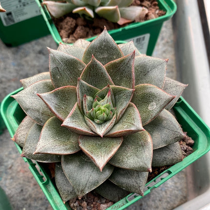 Echeveria purpusorum
