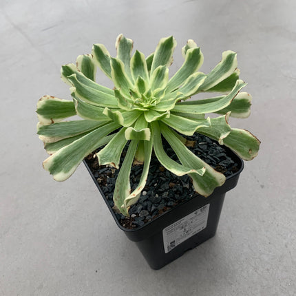 Aeonium Green Waves