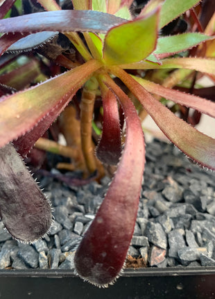 Aeonium 'Pfau'