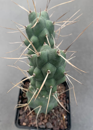Tephrocactus aoracanthus