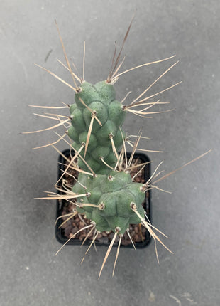 Tephrocactus aoracanthus
