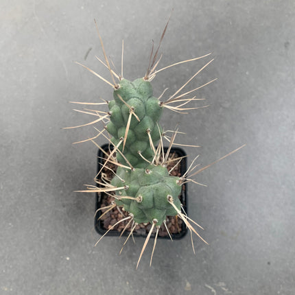 Tephrocactus aoracanthus