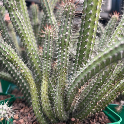 Euphorbia baioensis