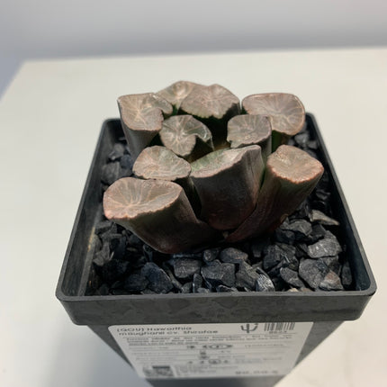 Haworthia maughanii 'Shirotae'