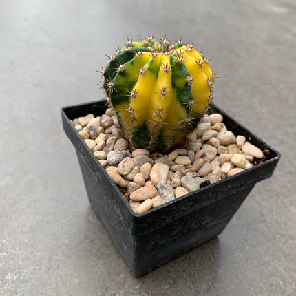 Hybrid Echinopsis f. variegate