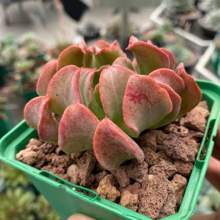 Echeveria “Dark Vader”