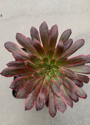 Aeonium-Feuerwerkskörper
