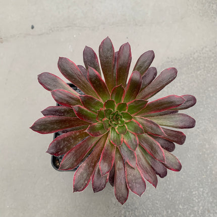 Aeonium-Feuerwerkskörper