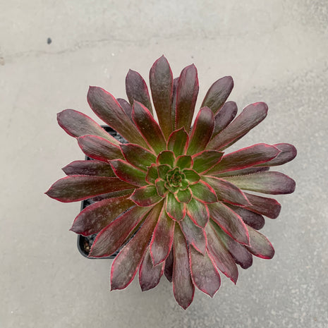 Aeonium-Feuerwerkskörper
