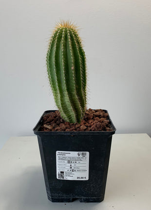 Neobuxbaumia polylopha