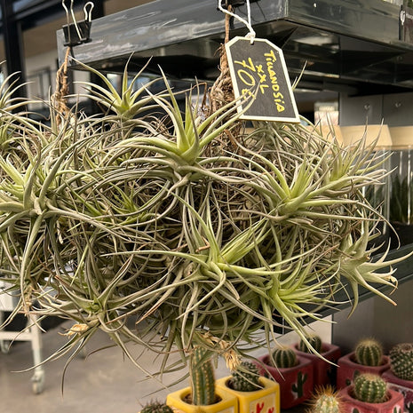 Tillandsia XXL