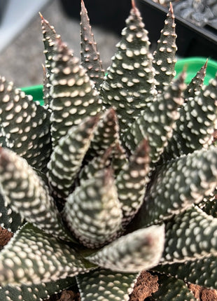 x Gasteraloe 'Royal Highness'