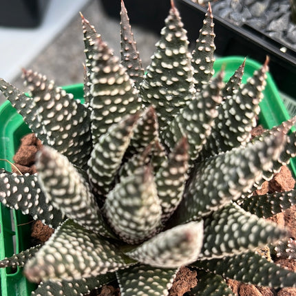 x Gasteraloe 'Königliche Hoheit'