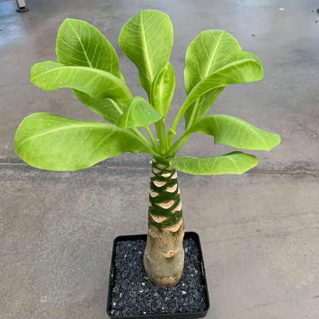 Brighamia insignis