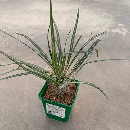 Pachypodium geayi