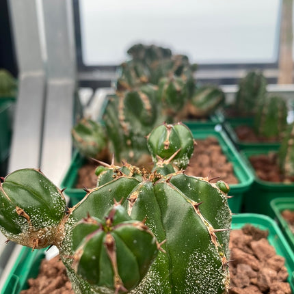 Euphorbia handiensis