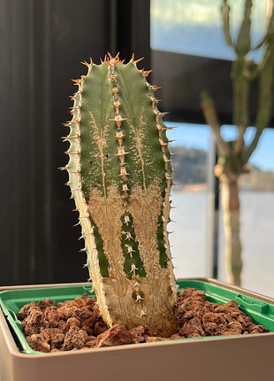 Euphorbia echinus