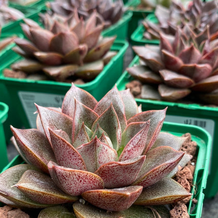 Echeveria ‘Dionysos’