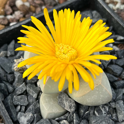 Lapidaria margaretae
