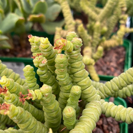 Crassula 'Baby-Halskette'