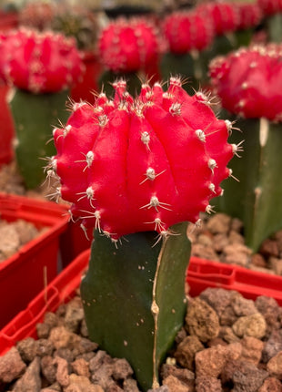 Grafted Gymnocalycium mihanovichii