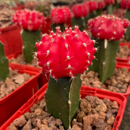 Grafted Gymnocalycium mihanovichii