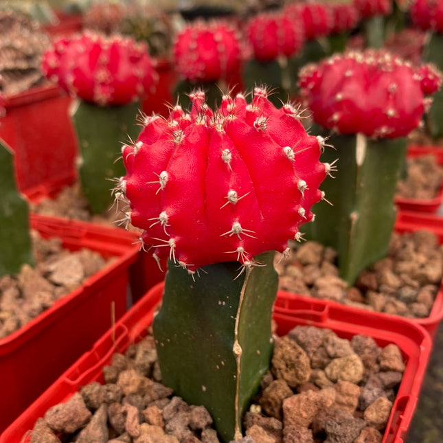 Gymnocalycium mihanovichii injertado