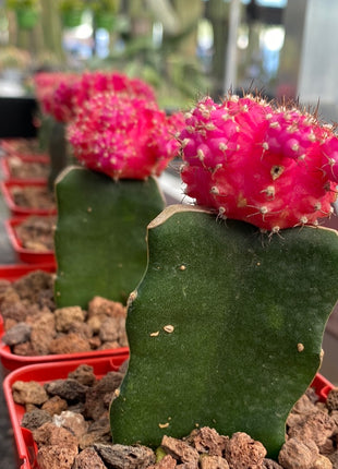 Grafted Gymnocalycium mihanovichii