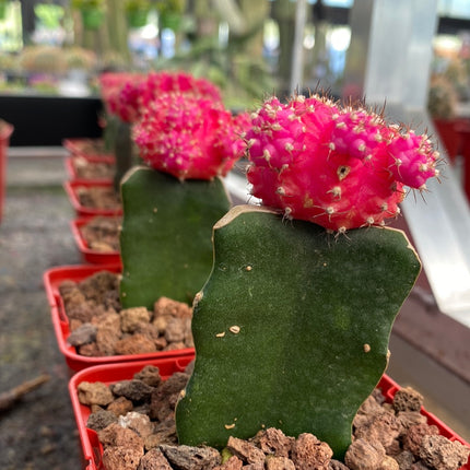 Grafted Gymnocalycium mihanovichii