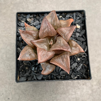 Haworthia magnifica splendens cv. awanko