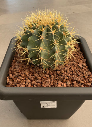 Ferocactus glaucescens