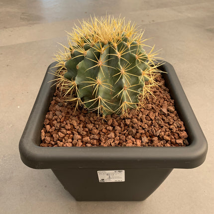 Ferocactus glaucescens