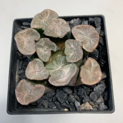 Haworthia maughanii 'Shirotae'