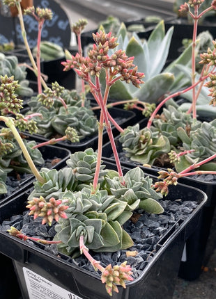 Crassula „Coralita“