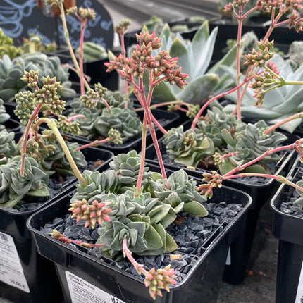 Crassula "Coralita"